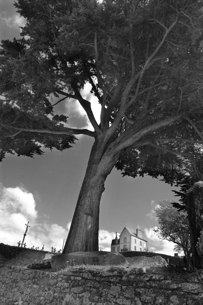  - Un arbre à Tréboul