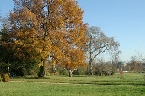  - Versailles, arbre